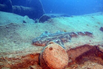 2 Dive Package for PADI Qualified Divers in Gran Canaria - Two reef-and-wreck underwater sessions, usually around 16–18m
