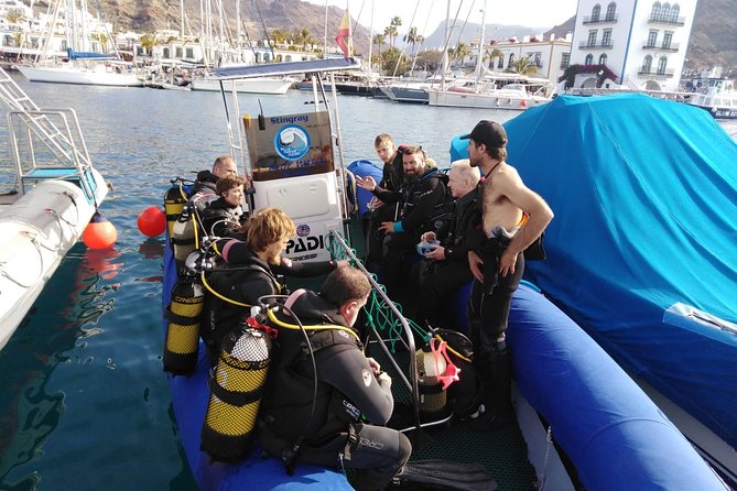 2 Dive Package for PADI Qualified Divers in Gran Canaria - What you’re likely to see: clear water, big characters, and preserved nature