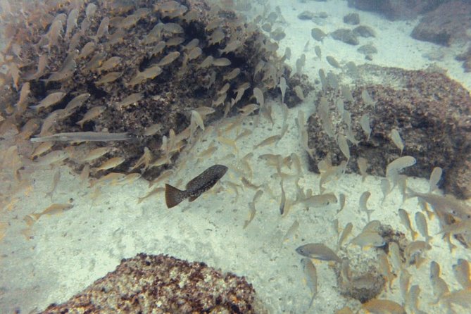 2 Dive Package for PADI Qualified Divers in Gran Canaria - Price and value: what about $102.58 buys you