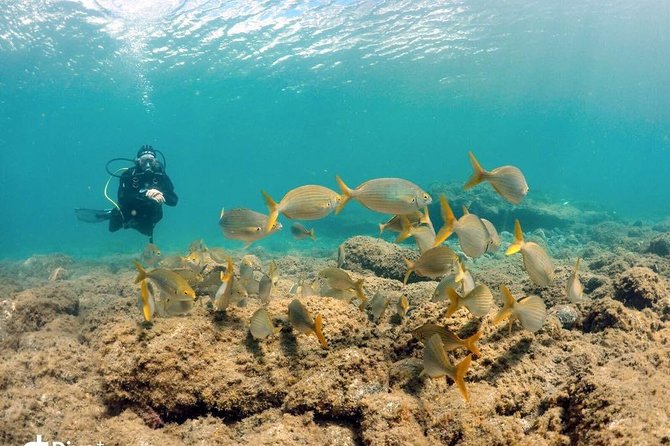 2 Dive Package for Qualified Divers in Gran Canaria - Two-Session Scuba in Gran Canaria: What You’re Really Paying For