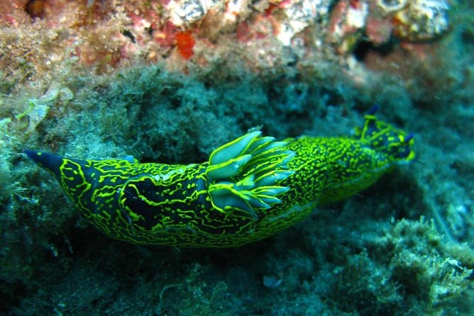 2 Dive Package for Qualified Divers in Gran Canaria - Your First Underwater Session: Marine Life and Rock Formations