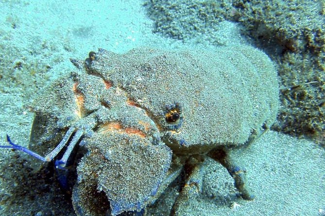 2 Dive Package for Qualified Divers in Gran Canaria - Who This Works Best For (Qualified Divers Only)