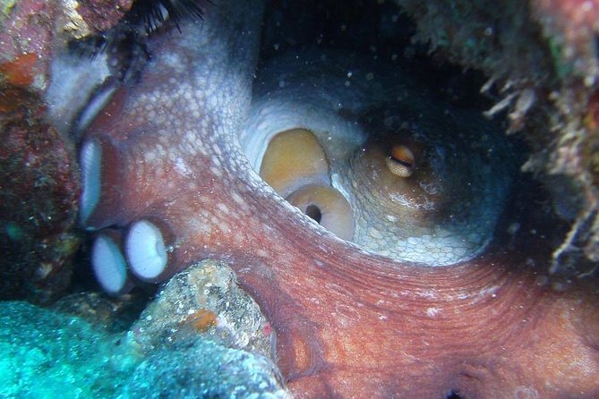 2 Dive Package for Qualified Divers in Gran Canaria - Paperwork and Medical Form: Don’t Treat This as a Speed Bump