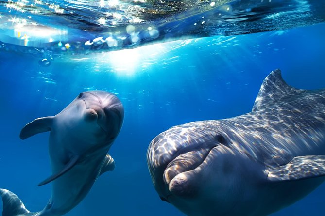 2-Hour Dolphin and Whale Watching in Gran Canaria - Key Points at a Glance