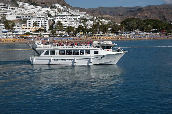 2-Hour Dolphin and Whale Watching in Gran Canaria - Wildlife Reality Check: Dolphins Are Common, Whales Are a Bonus