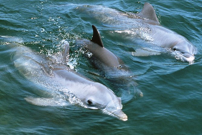 2-Hour Dolphin and Whale Watching in Gran Canaria - Deck Views, Photos, and the Practical Stuff (What You’ll Actually Use)
