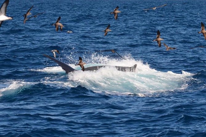 2-Hour Dolphin and Whale Watching in Gran Canaria - Motion Sickness and Rough Water: The Main Trade-Off