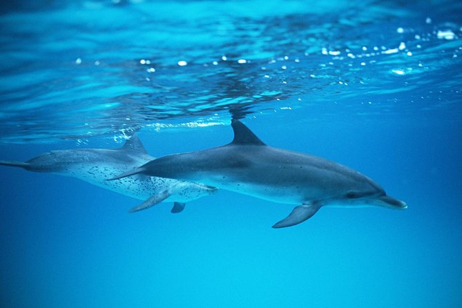 2-Hour Dolphin and Whale Watching in Gran Canaria - What “2.5 Hours” Feels Like on the Water (and Why It’s a Good Chunk)