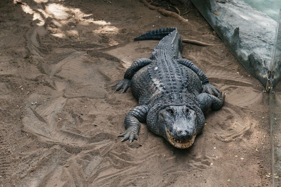 Agüimes: Cocodrilo Park Zoo Entry Ticket - Cocodrilo Park in Agüimes: a rescue-first zoo day