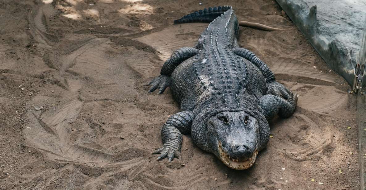 Agüimes: Cocodrilo Park Zoo Entry Ticket - Getting oriented: walking 22,000 square meters without feeling lost