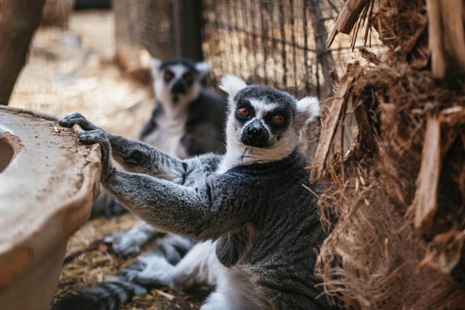 Agüimes: Cocodrilo Park Zoo Entry Ticket - Feeding demonstrations and animal talks: the schedule that makes it feel special