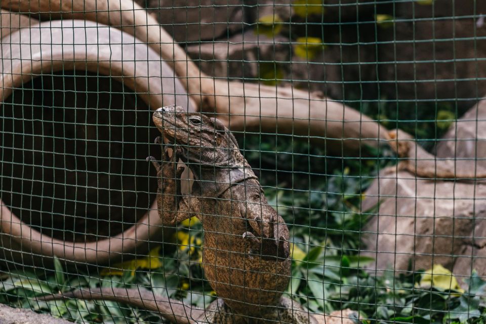 Agüimes: Cocodrilo Park Zoo Entry Ticket - The animal mix: what to prioritize so you don’t miss the best parts
