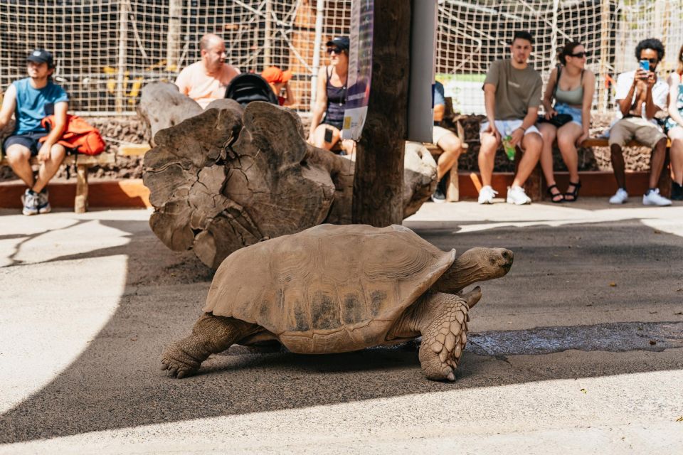 Agüimes: Cocodrilo Park Zoo Entry Ticket - Practical tips before you go: shoes, pets, and small details