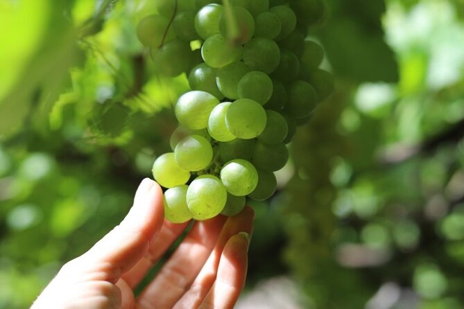 Banana Museum, Rum Distillery & Winery with Tasting: Premium tour - Bodega Los Berrazales: wine, coffee, and a mojo workshop