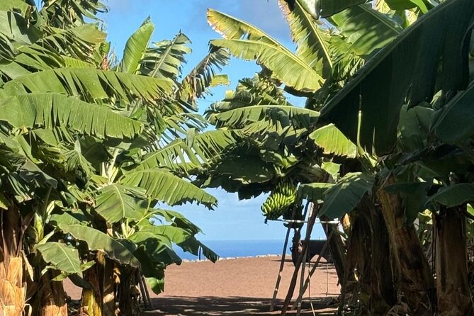 Banana Museum, Rum Distillery & Winery with Tasting: Premium tour - Price and value: is $83.27 a good deal?