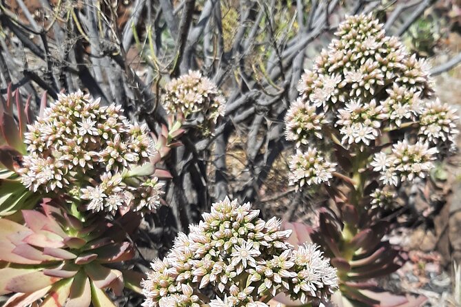 Barranco de las Vacas, caves & village by Sky Rebels local guides - Snacks, local tasting, and why it matters on a half-day hike