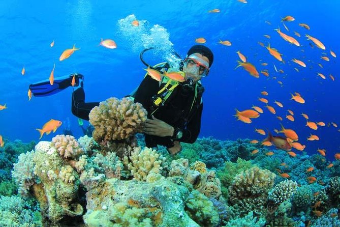 Beginners Scuba Diving Experience in Gran Canaria - Key Things I’d Bet On