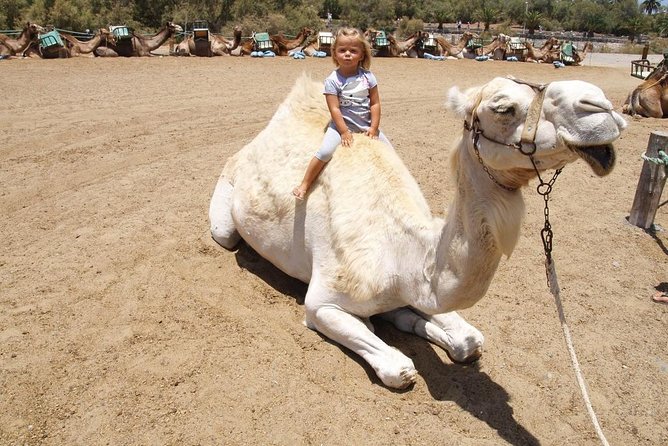 Camel Riding in Maspalomas Dunes - Camels, Comfort, and the Real-World Stuff