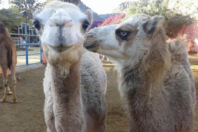 Camel Safari through the Dunes of Maspalomas - Maspalomas dunes on two seats: what the camel ride is really like