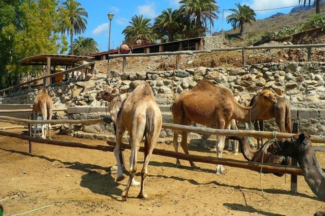 Camel Safari through the Dunes of Maspalomas - Camels, tack, and the animal-welfare question you should ask yourself
