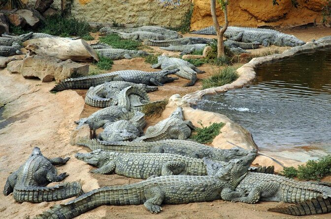 Cocodrilo Park Zoo Admission Ticket in Agüimes - Quick hits