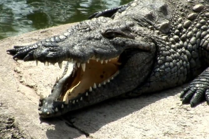Cocodrilo Park Zoo Admission Ticket in Agüimes - Getting there: public transport is mentioned, but plan for reality