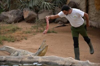 Cocodrilo Park Zoo Admission Ticket in Agüimes - Park basics: ticket price, duration, and what you actually get