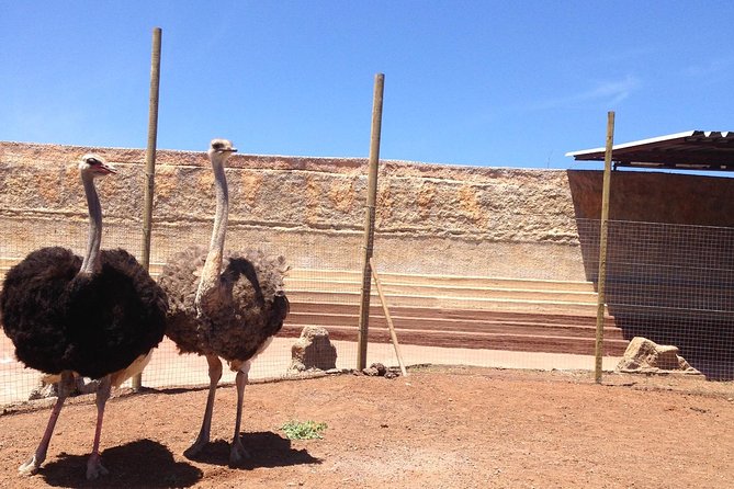 Cocodrilo Park Zoo Admission Ticket in Agüimes - Your day at Cocodrilo Park: what the 4–6 hours feel like