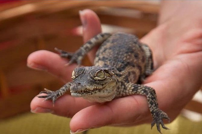 Cocodrilo Park Zoo Admission Ticket in Agüimes - Food and breaks: the snack-bar option (and what to expect)