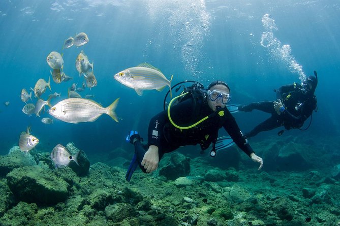 Discover Scuba Diving in Puerto de Mogan - Key highlights