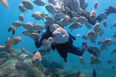 Discover Scuba Diving in Puerto de Mogan - The step-by-step flow: theory, pool practice, then an open-water session