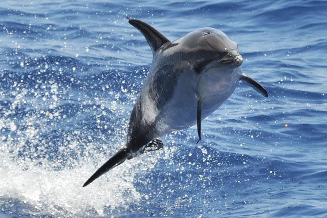 Dolphin and Whale Cruise in Puerto Rico, Gran Canaria - Key things worth knowing before you go