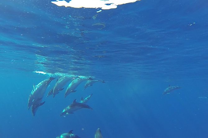 Dolphin and Whale Cruise in Puerto Rico, Gran Canaria - Spirit of the Sea and why Gran Canaria’s southwest matters