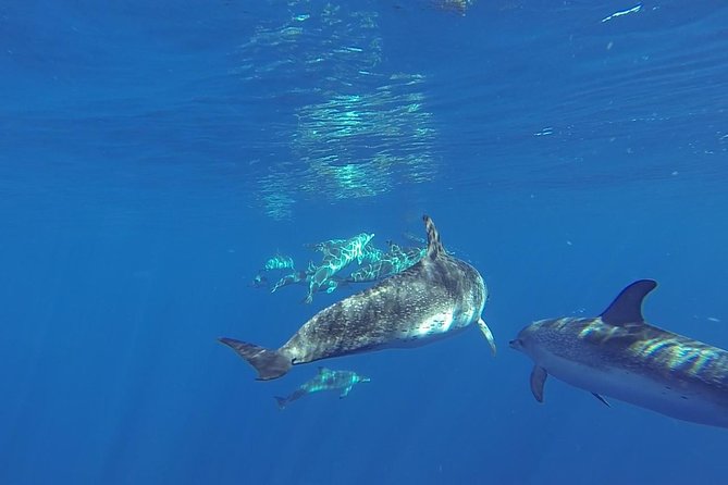 Dolphin and Whale Cruise in Puerto Rico, Gran Canaria - The 2.5-hour cruise rhythm: search, sightings, and what fills the time
