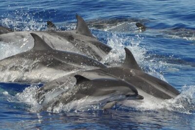 Dolphin and Whale Cruise in Puerto Rico, Gran Canaria - Where you meet (and how pickup can change your timing)