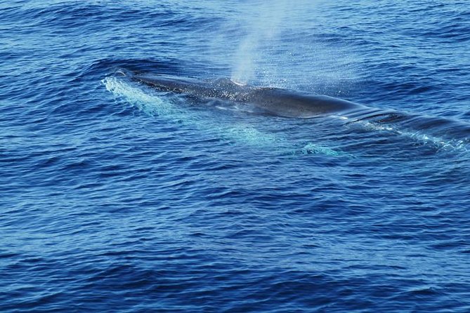 Dolphin and Whale Cruise in Puerto Rico, Gran Canaria - What the crew actually does with your time