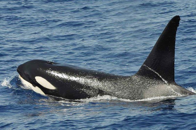 Dolphin and Whale Cruise in Puerto Rico, Gran Canaria - Dolphins, whales, porpoises, and the “it’s never the same day” factor