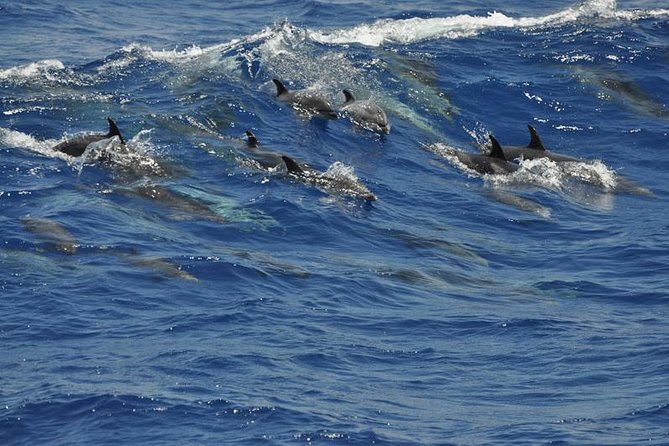 Dolphin and Whale Cruise in Puerto Rico, Gran Canaria - Comfort at sea: music, cold, and the choppy-day reality