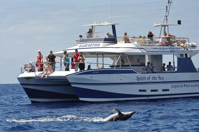 Dolphin and Whales watching cruise from Puerto Rico de Gran Canaria - Key highlights worth your attention