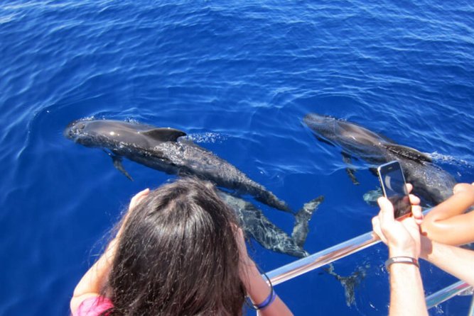 Dolphin and Whales watching cruise from Puerto Rico de Gran Canaria - Spirit of the Sea’s glass-bottom view: what makes it special
