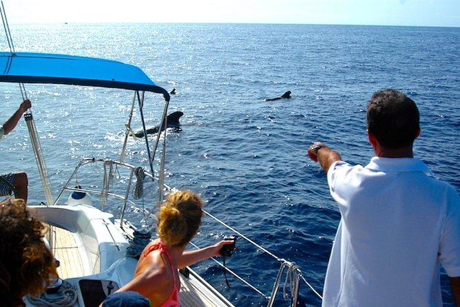 Dolphin and Whales watching cruise from Puerto Rico de Gran Canaria - Seasickness, comfort, and how the crew responds in rougher conditions
