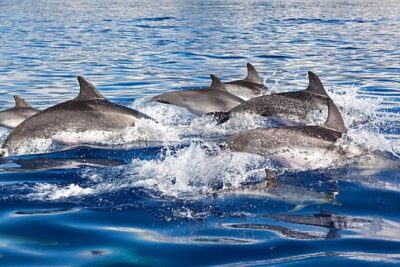 Dolphin and Whales watching cruise from Puerto Rico de Gran Canaria - Stop 1: your main “destination” is the boat (and the ocean changes fast)