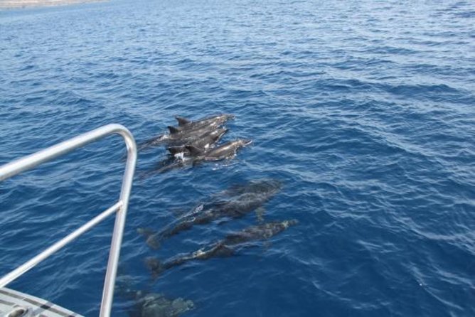 Dolphin and Whales watching cruise from Puerto Rico de Gran Canaria - Price and value: why $50.46 can work (or feel expensive)
