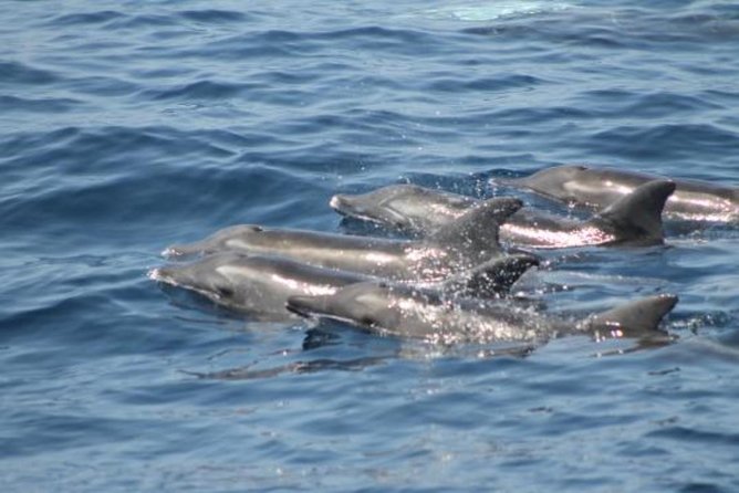Dolphin and Whales watching cruise from Puerto Rico de Gran Canaria - The swim stop upgrade: when it might be worth it