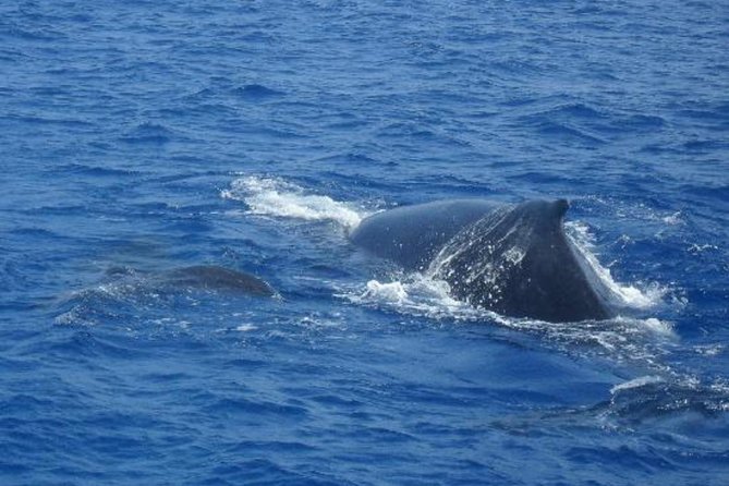 Dolphin and Whales watching cruise from Puerto Rico de Gran Canaria - Who should book this cruise (and who should think twice)