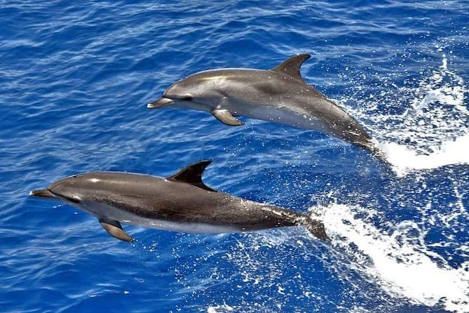 Dolphin Searching Tour in Puerto de Mogán ("KEEPER UNO" Boat) - Key points before you go