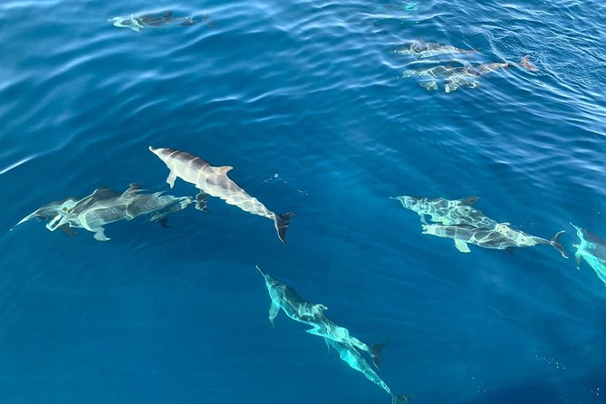 Dolphin Searching Tour in Puerto de Mogán ("KEEPER UNO" Boat) - Keeper Uno: what the small yacht feels like near Mogán
