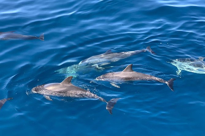 Dolphin Searching Tour in Puerto de Mogán ("KEEPER UNO" Boat) - Snorkeling and swim time: ladder access and sea conditions
