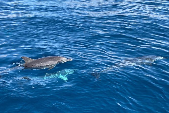 Dolphin Searching Tour in Puerto de Mogán ("KEEPER UNO" Boat) - When dolphins show up, and when they don’t