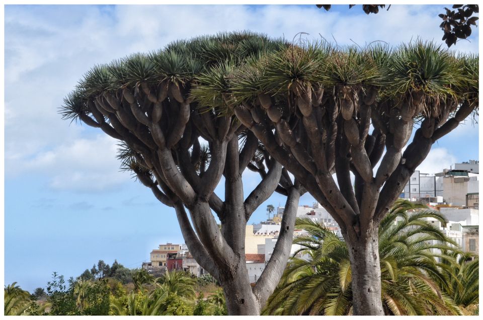 From Las Palmas: Full-Day Tour of the North - North Gran Canaria from Las Palmas: a smart, scenic “one-day North”